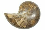 Cut & Polished Jurassic Nautilus Fossil (Half) - Madagascar #289979-1